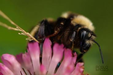 21034442_514124168934666_413682666046412105_n