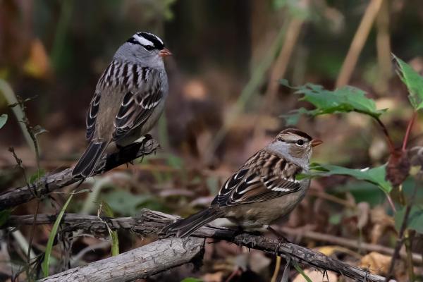 43509362_743856482628099_241507385443614720_o